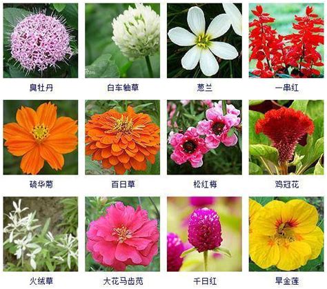 秋天種什麼花|秋天植物盛開指南：金針花、杭菊、韭菜花、楓葉、芒。